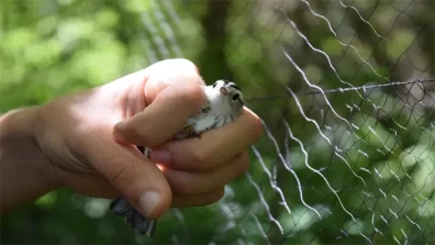 How To Catch A Bird - Explore Ethical &amp; Legal Considerations