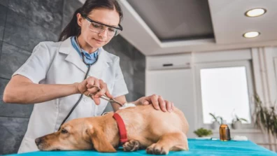 How To Clean A Dog Wound