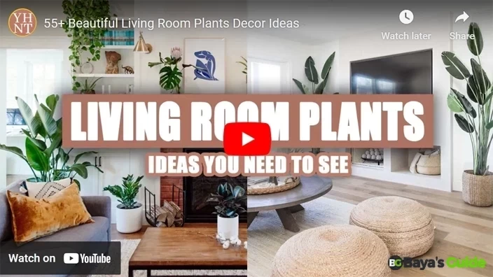 Room Plant